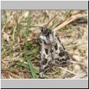 Agrotis vestigialis - Kiefernsaateule 03a.jpg